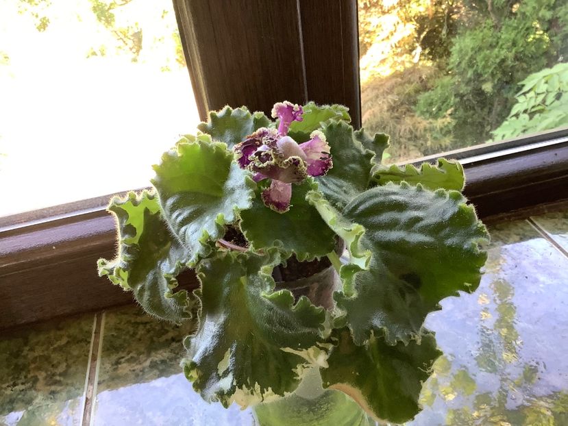  - LE Tumannost Andromedy