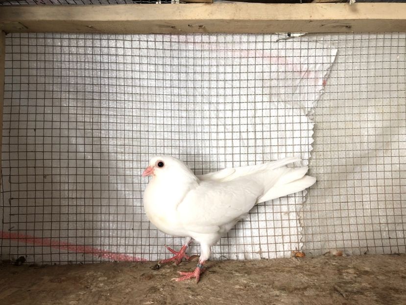 2055/20 - 3-lot zbor 2020