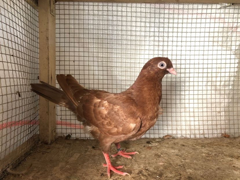 2029/20 - 3-lot zbor 2020