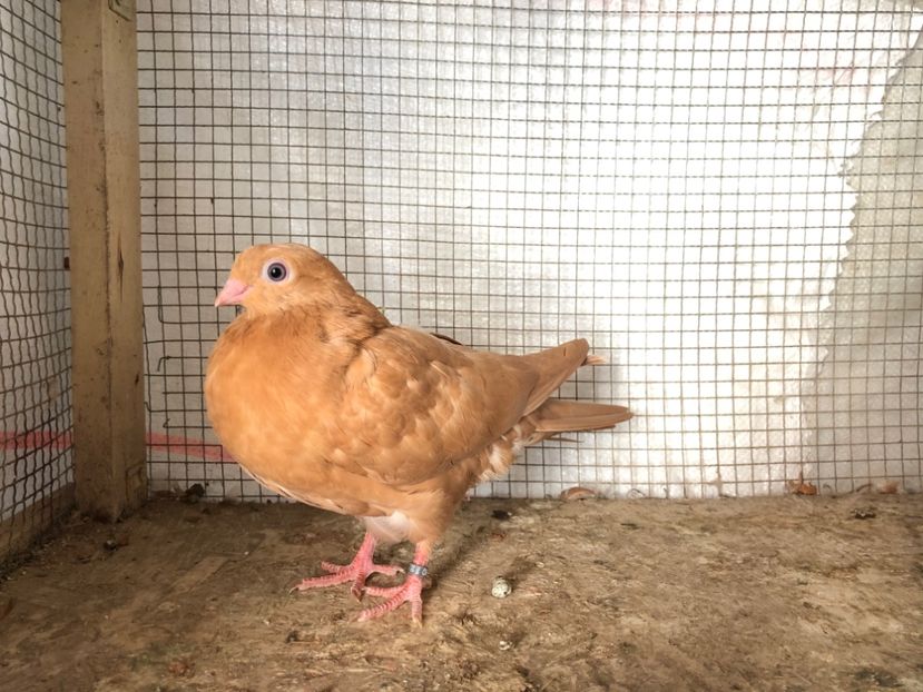 2043/20 - 3-lot zbor 2020