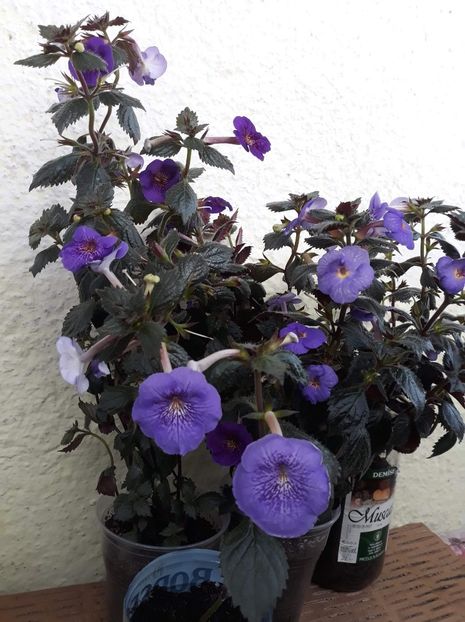 Serge s Revelation, cu Serge s Joy - mie mi se par identici - 01 2020 - Asemanatoare