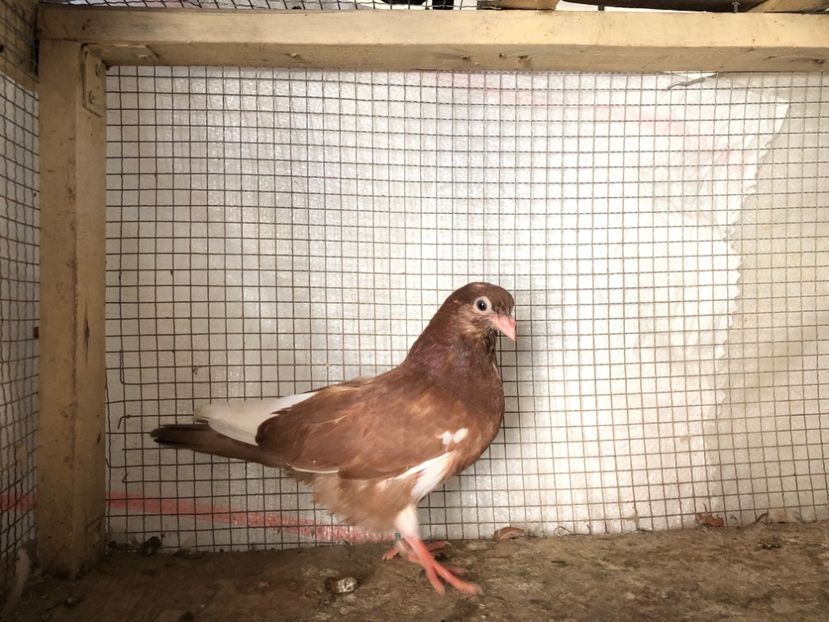 2060/20 - 3-lot zbor 2020