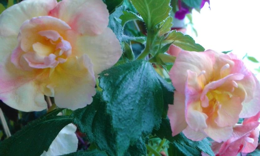 - 00017 ACHIMENES