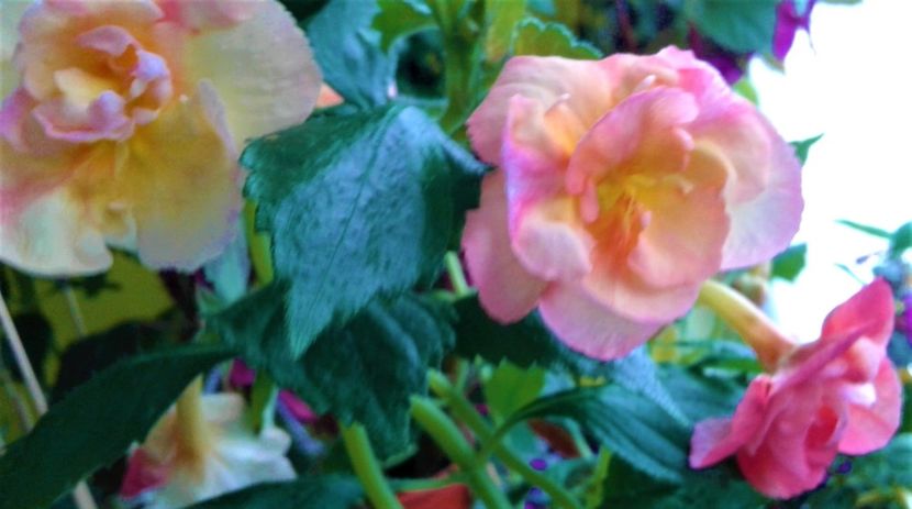  - 00017 ACHIMENES