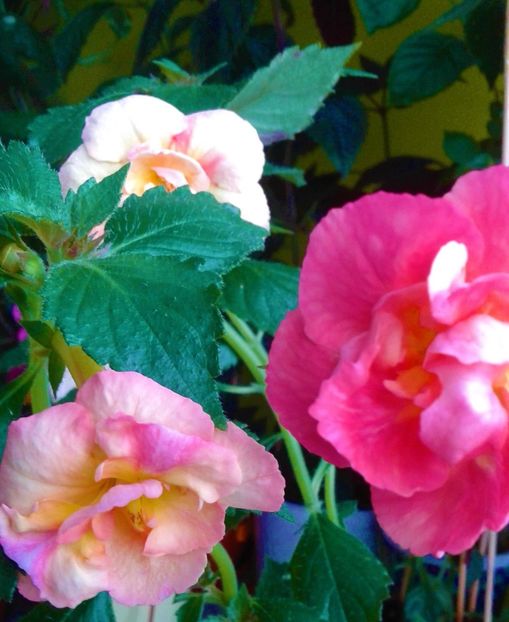  - 00017 ACHIMENES
