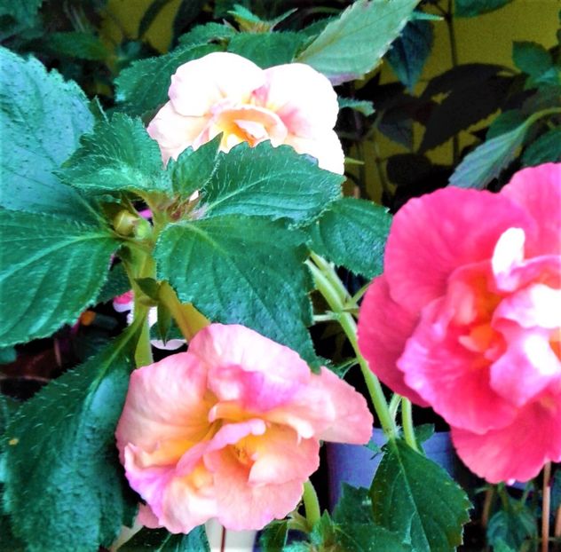  - 00017 ACHIMENES