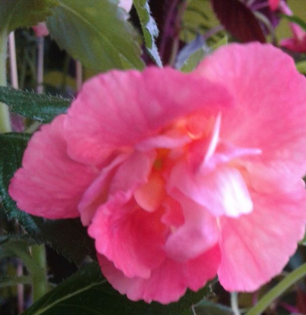  - Foarte multe varietatii inca nu au inflorit