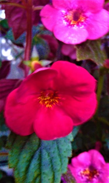  - Foarte multe varietatii inca nu au inflorit