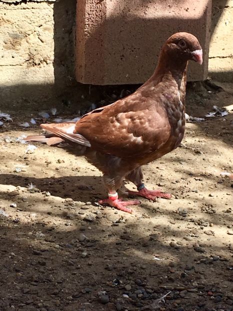 8ACF094A-AA34-488F-A749-F27B8C26BECE - American Giant Homer tineret 2020