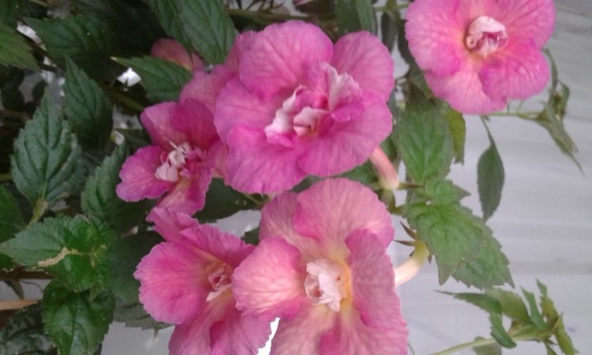  - Achimenes Nia 2020