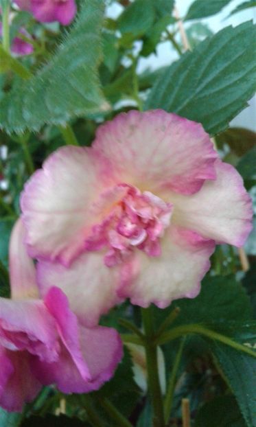  - Achimenes Nia 2020