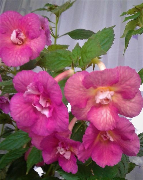  - Achimenes Nia 2020