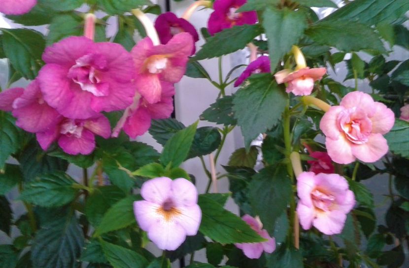  - Achimenes Nia 2020