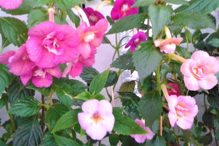  - Achimenes Nia 2020