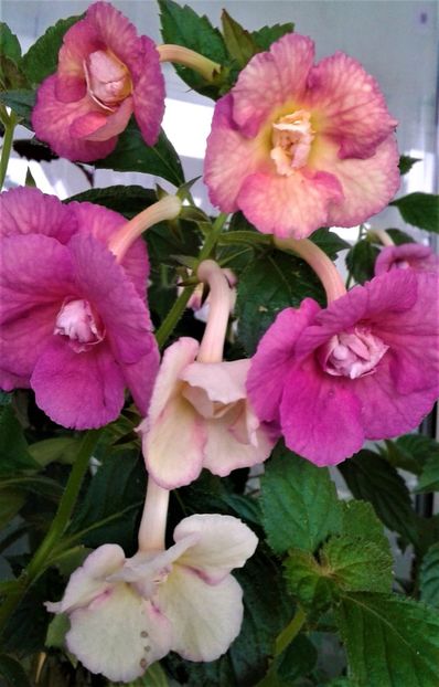  - Achimenes Nia 2020