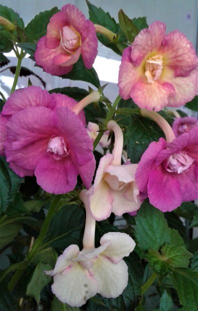  - Achimenes Nia 2020