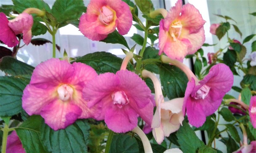  - Achimenes Nia 2020