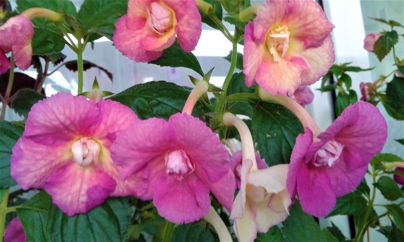  - Achimenes Nia 2020