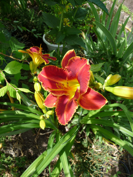  - Hemerocallis