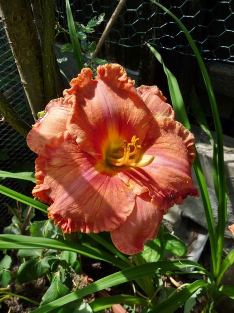  - Hemerocallis
