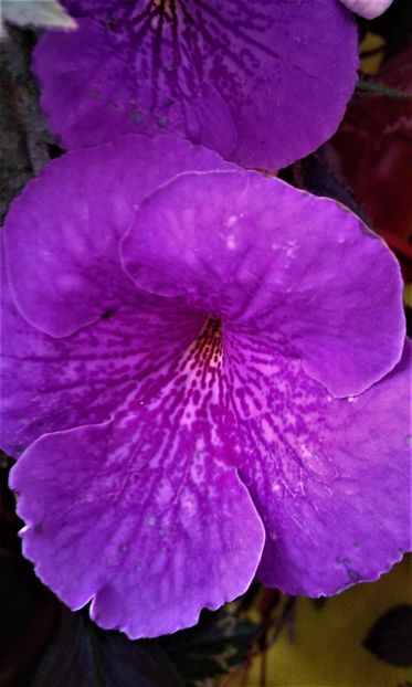  - 000013 ACHIMENES