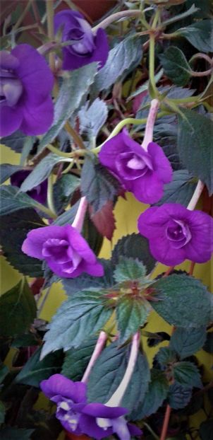  - 000013 ACHIMENES