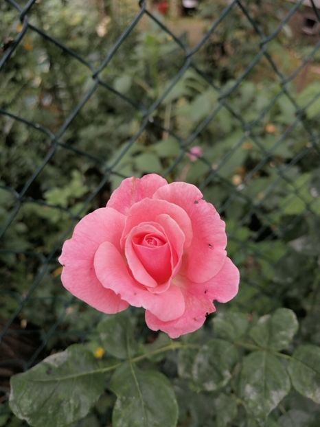 - Trandafirul Laurent Cabrol