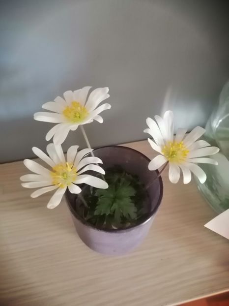 Anemone albe, simple - Spânz sau Heleborus