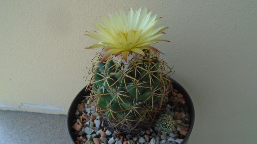 Coryphantha elephantidens - Cactusi 2020 evolutie vara bis