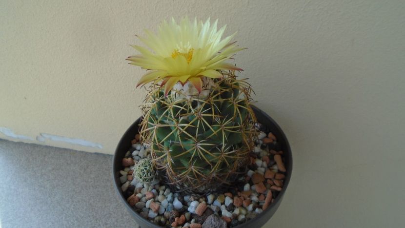 Coryphantha elephantidens - Cactusi 2020 evolutie vara bis