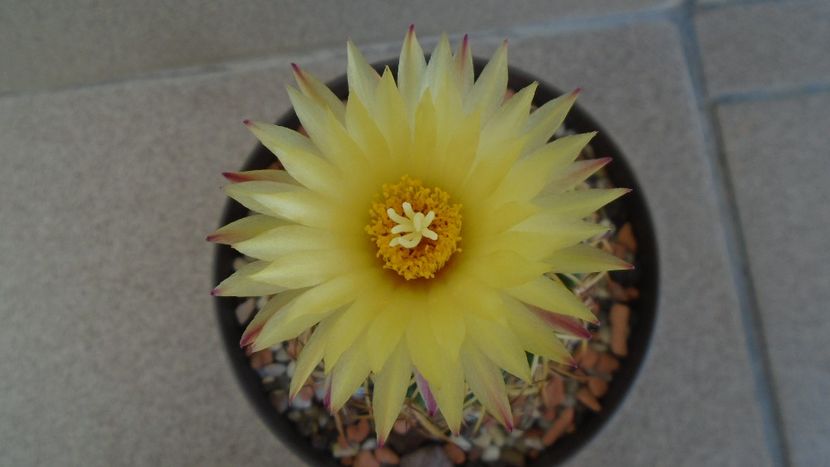 Coryphantha elephantidens - Cactusi 2020 evolutie vara bis