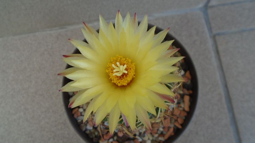 Coryphantha elephantidens - Cactusi 2020 evolutie vara bis