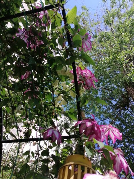  - Clematita Picotee