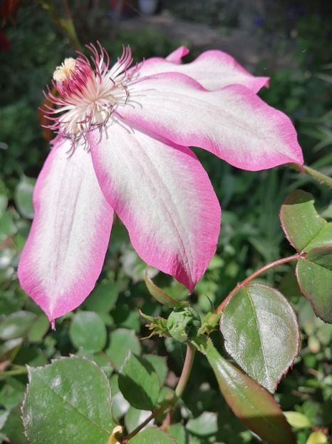  - Clematita Picotee