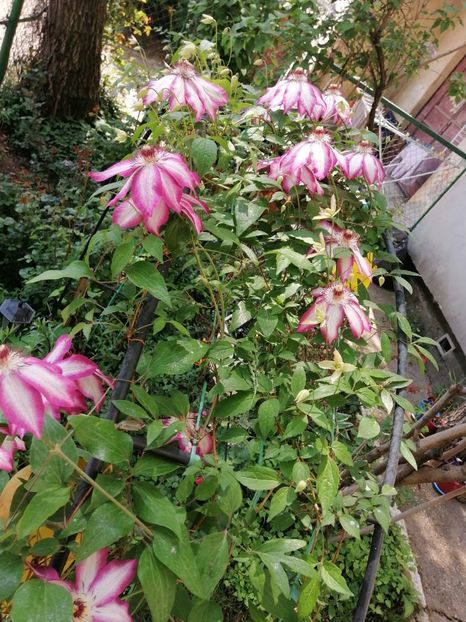  - Clematita Picotee