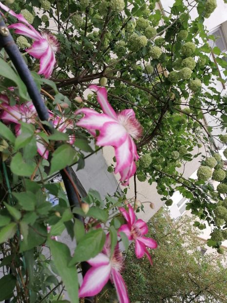  - Clematita Picotee