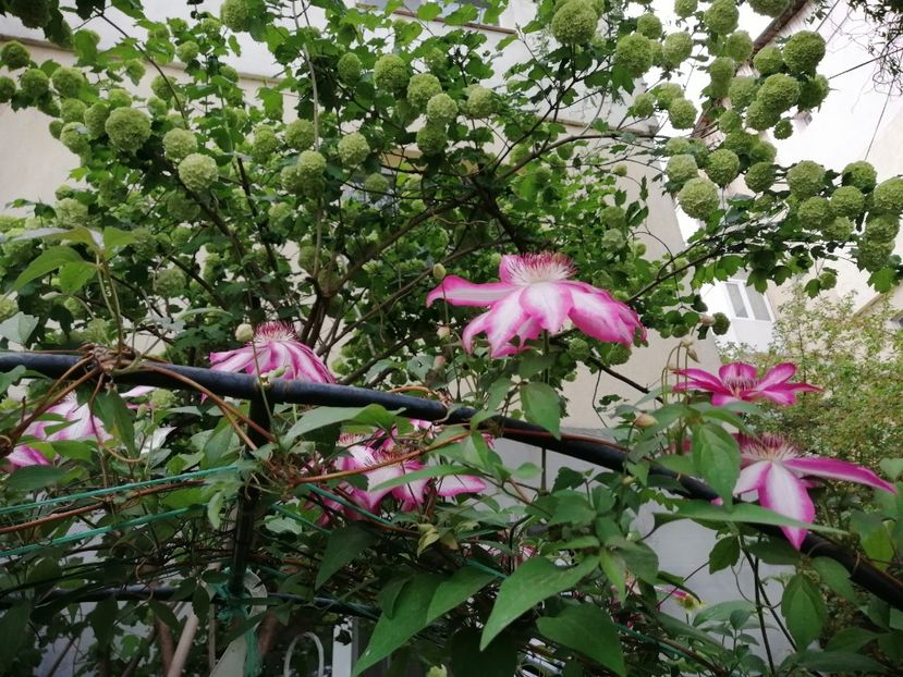  - Clematita Picotee