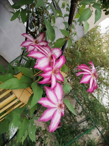  - Clematita Picotee