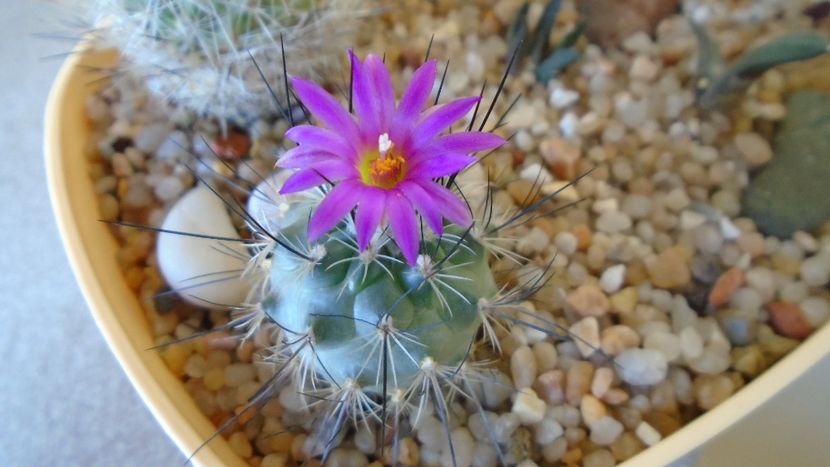 Turbinicarpus viereckii - Cactusi 2020 evolutie vara bis