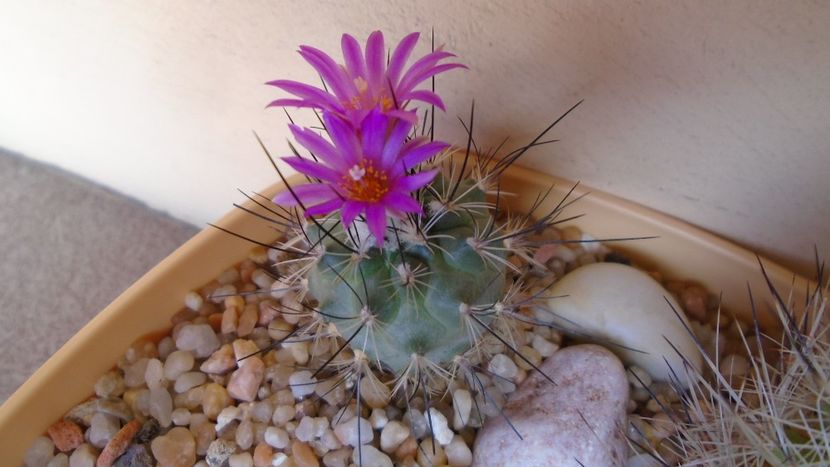 Turbinicarpus viereckii - Cactusi 2020 evolutie vara bis