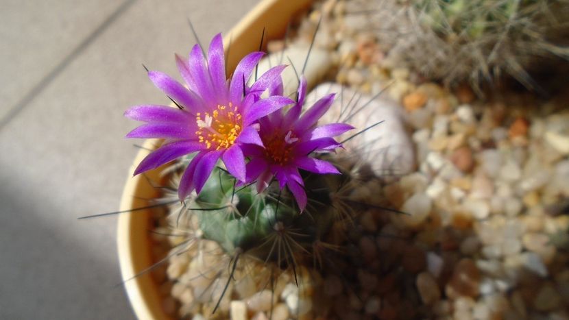 Turbinicarpus viereckii - Cactusi 2020 evolutie vara bis