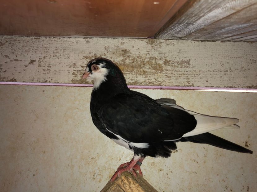 8731  femelă  2020 - Plecați ALBUM 3