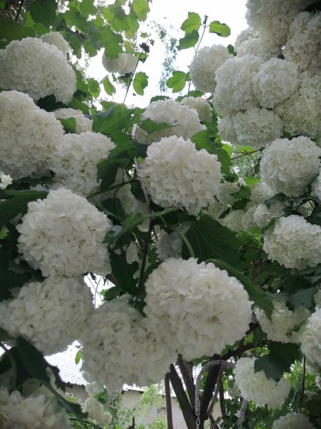  - Boule de neige Vibrunum Opulus Roseum