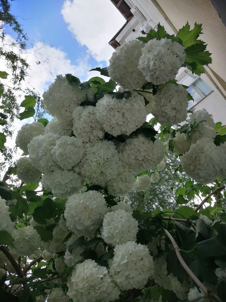  - Boule de neige Vibrunum Opulus Roseum