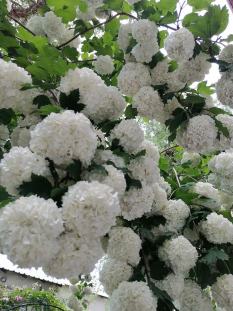  - Boule de neige Vibrunum Opulus Roseum