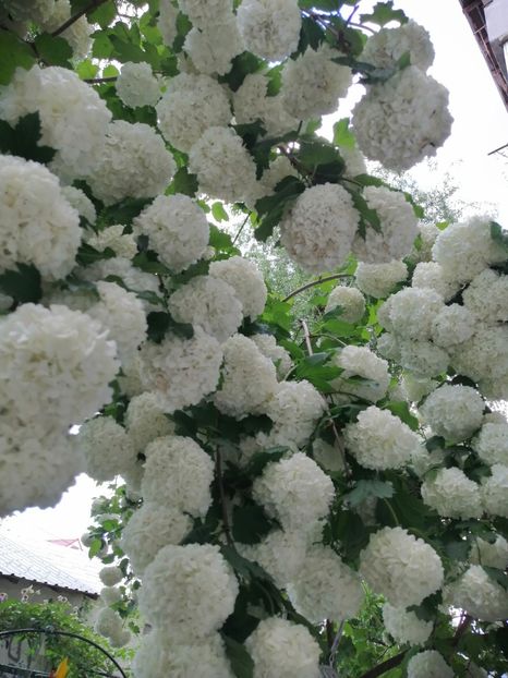  - Boule de neige Vibrunum Opulus Roseum