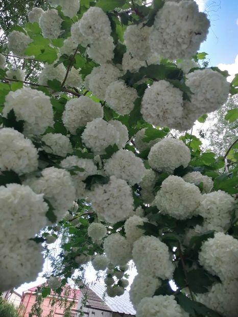  - Boule de neige Vibrunum Opulus Roseum