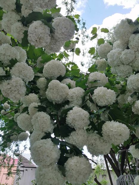  - Boule de neige Vibrunum Opulus Roseum