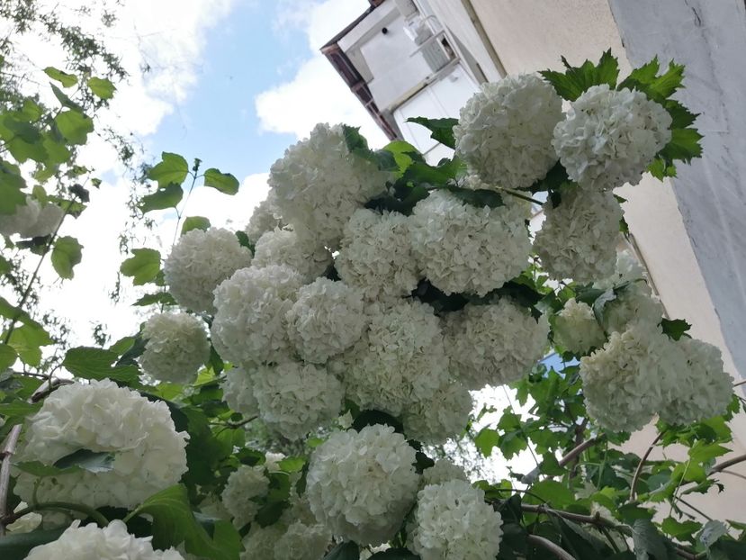  - Boule de neige Vibrunum Opulus Roseum