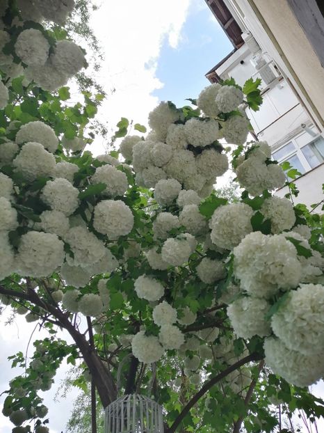  - Boule de neige Vibrunum Opulus Roseum